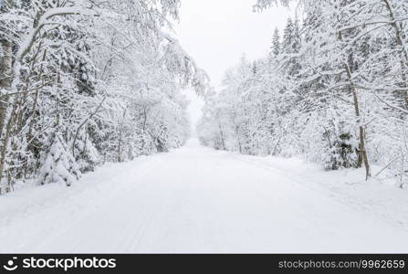 The road in the forest. Winter