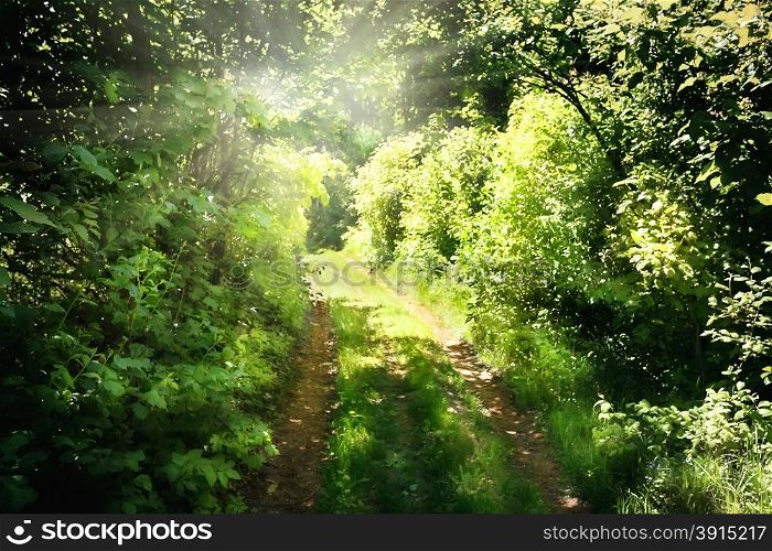 The road in the green forest exiting to sunlight