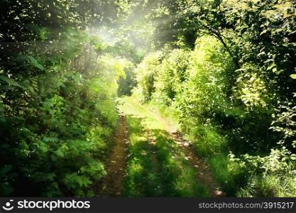 The road in the green forest exiting to sunlight