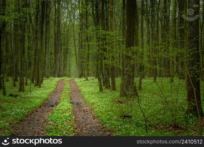 The road through the spring forest and white flowers, Okszow, Lubelskie, Poland