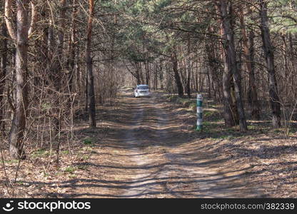 The road to the forest. The car on the road is illuminated by soft spring sunlight. Forest spring nature. Spring forest natural landscape with forest trees. The road to the forest. The car on the road is illuminated by soft spring sunlight. Forest spring nature.