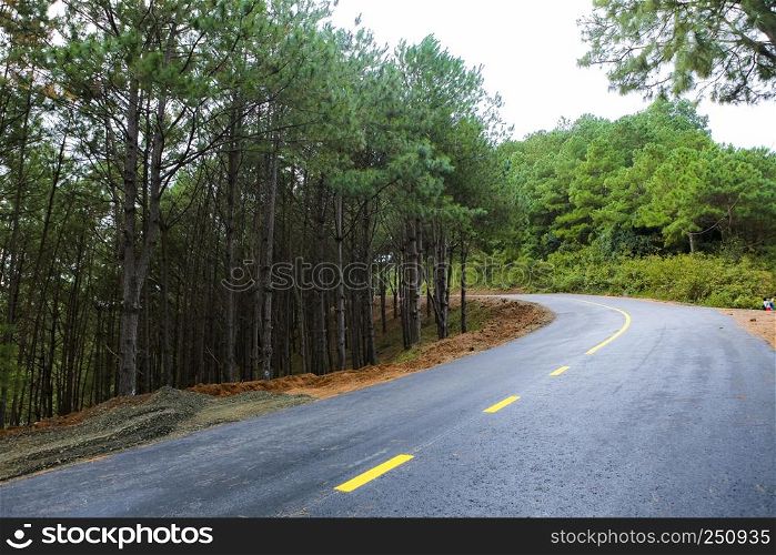 The road with two rows of pine trees which were planted nearly 100 years at Pleiku town