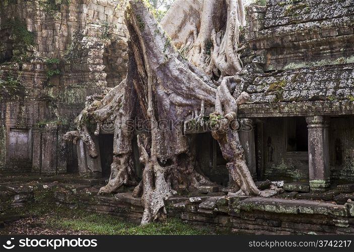 The roots of a huge spung tree (tetrameles nudiflora) grow over a stone gallery at the Preah Khan temple complex near Angkor Wat in Cambodia. These temples are being reclaimed from the jungle.