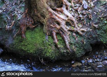The roots of a riverside tree on a damp winter morning in South Wales, UK.