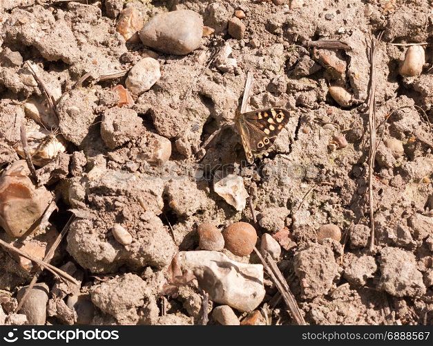 the rough and rocky texture of the floor with bits of twigs and stones and pebbles and a butterfly in the light