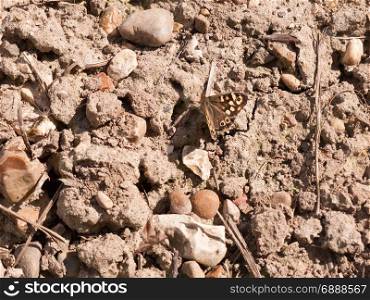 the rough and rocky texture of the floor with bits of twigs and stones and pebbles and a butterfly in the light
