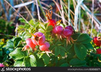 the round red ripe rosehips, the fruits of a medicinal rose hips. the round red ripe rosehips