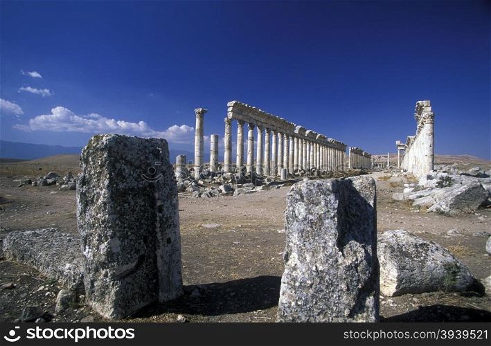 the ruins of Apamea near the city of Hama in Syria in the middle east. MIDDLE EAST SYRIA HAMA APAMEA RUINS