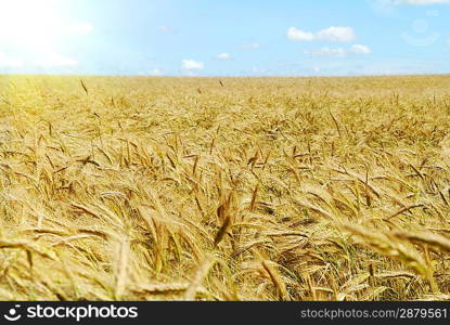 the rye field under beautiful sky