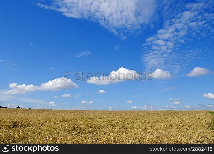 the rye field under beautiful sky