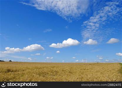the rye field under beautiful sky