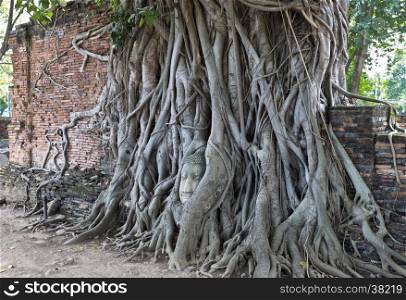 The sacred Head of the Buddha, with tree trunk and roots growing around it at Wat Mahathat, Temple of the Great Relic, a Buddhist temple in Ayutthaya, central Thailand