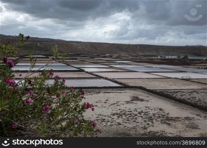 the salt of Lanzarote which collects sea salt