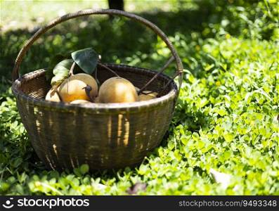 The santol fruit on a basket is placed in the garden as a background for advertisements and wallpaper in fruit scenes and outdoor landscapes. Actual images in decorating ideas