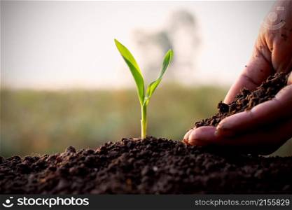 The saplings of corn were growing from the fertile soil and the man&rsquo;s hands were pouring the soil.
