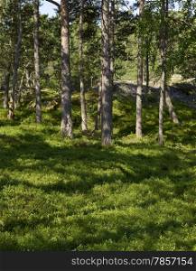 The Scandinavian forests in the archipelago, the undergrowth and the pines