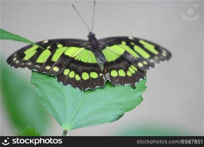 The scarce bamboo page or dido longwing (Philaethria dido) is a butterfly in the family Nymphalidae Der Pracht-Passionsfalter (Philaethria dido) ist ein Schmetterling (Tagfalter) aus der Familie der Edelfalter (Nymphalidae). Ein sehr schoner bunter Schmetterling
