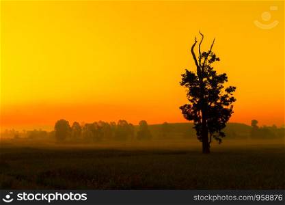 The scenery of rice fields and trees during the sunrise in the morning