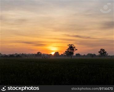 The scenery of the organic paddy field in the early morning with the sunrise in the winter of countryside village, front view with the copy space.