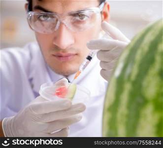 The scientist testing watermelon in lab. Scientist testing watermelon in lab