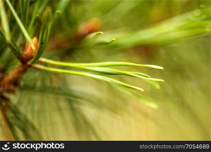 The Scots pine, closeup of the needles