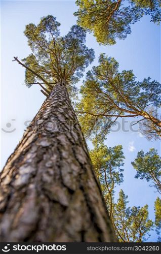 The Scots pine with blue sky. Scots pine with blue sky