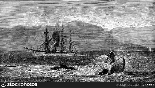 The sea serpent, vintage engraved illustration. Journal des Voyages, Travel Journal, (1879-80).