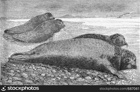 The seal, vintage engraved illustration. From Deutch Vogel Teaching in Zoology.