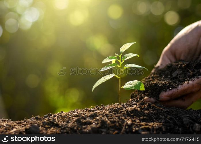 The seedling are growing from the rich soil to the morning sunlight that is shining, ecology concept.