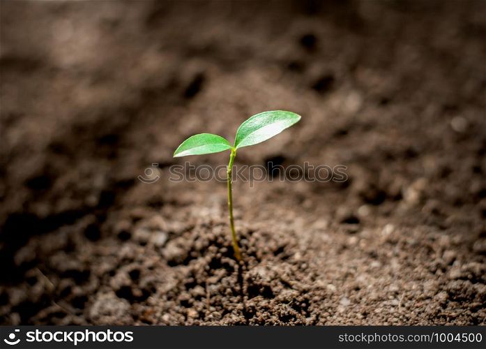 The seedling are growing in the fertile soil.