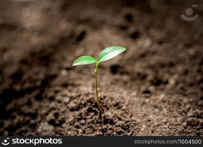 The seedling are growing in the fertile soil.