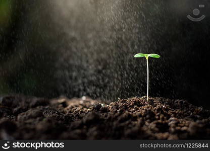 The seedling are growing in the soil.