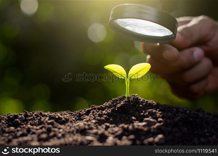 The seedling are growing in the soil, ecology concept.