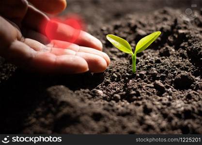 The seedlings are growing from the ground while a gentle man&rsquo;s hand is giving a red heart.