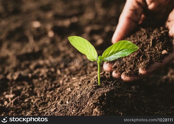 The seedlings are growing from the rich soil.