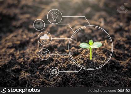 The seedlings are growing from the rich soil and morning is shining with the icon of the concept of the world and energy, ecology concept.