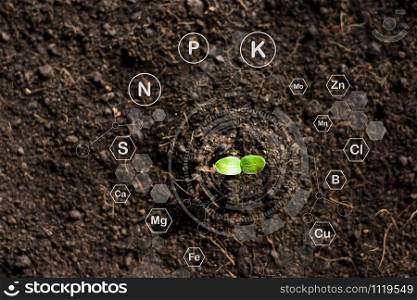 The seedlings are growing from the rich soil and morning is shining with the icon of the concept of the world and energy, ecology concept.