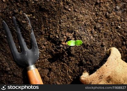 The seedlings are growing from the rich soil and morning is shining.