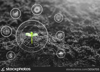 The seedlings are growing from the rich soil and morning is shining with the icon of the concept of the world and energy, ecology concept, black and white tone.