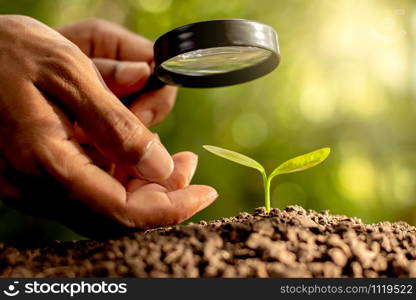 The seedlings are growing from the rich soil and the hands of men are using the magnifying glass.