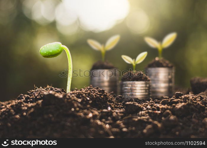 The seedlings are growing from the soil and there are coins stacked in the back and the morning sun shining.