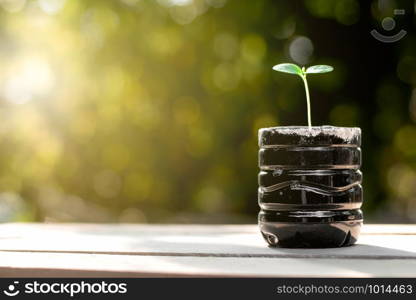 The seedlings are growing in recycled plastic bootles placed on wooden floors with morning sunlight shining.