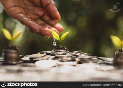 The seedlings are growing on a lot of coins and the hands of men are watering.