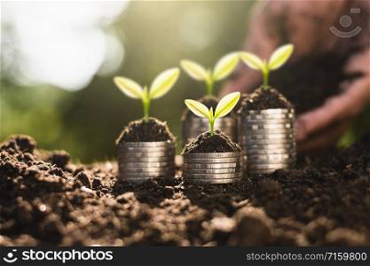 The seedlings are growing on coins that are stacked on fertile soil.