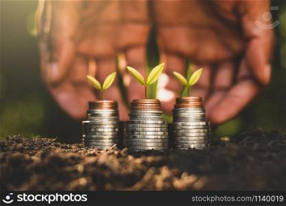 The seedlings are growing on coins that are stacked on top of the soil, and the morning sun is shining.