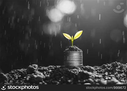 The seedlings are growing on the coins placed on the ground, thinking about financial growth, black ad white tone.