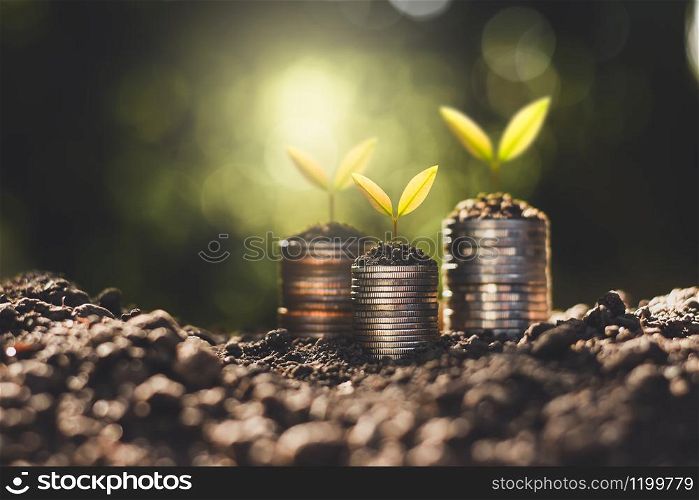 The seedlings are growing on the coins placed on the ground, thinking about financial growth.