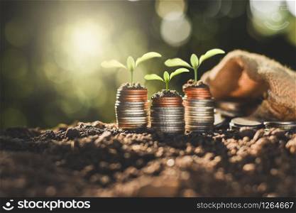 The seedlings are growing on the coins placed on the ground, thinking about financial growth.