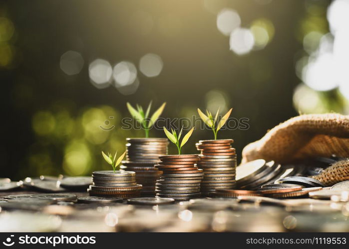 The seedlings are growing on the coins that are stacked together against the backdrop of the morning sun.