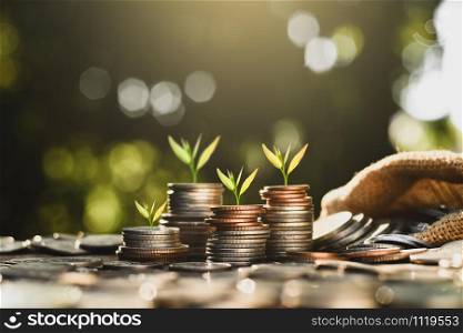 The seedlings are growing on the coins that are stacked together against the backdrop of the morning sun.